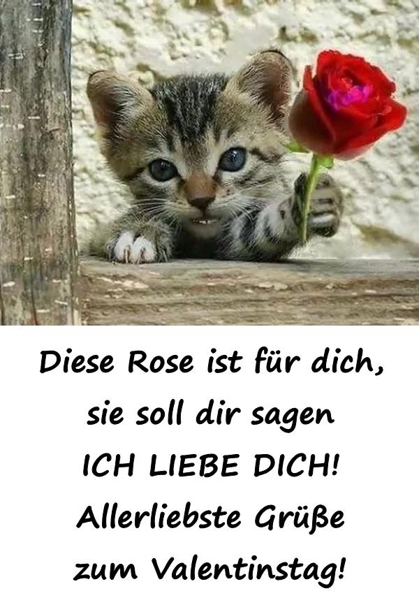 Diese Rose ist für dich, sie soll dir sagen ICH LIEBE DICH! Allerliebste Grüße zum Valentinstag!