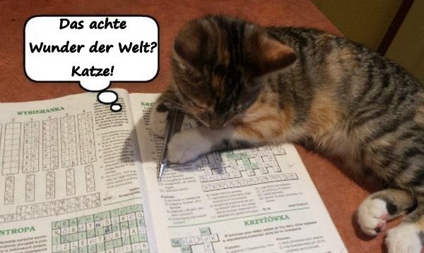 Das achte Wunder der Welt? Katze!