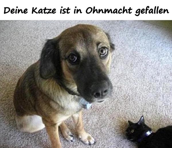 Deine Katze ist in Ohnmacht gefallen