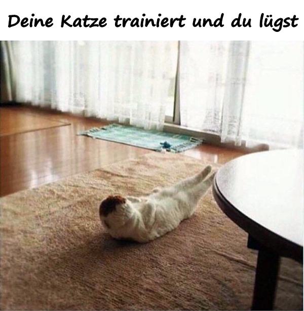 Deine Katze trainiert und du lügst