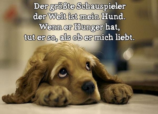 Der größte Schauspieler der Welt ist mein Hund. Wenn er Hunger hat, tut er so, als ob er mich liebt.