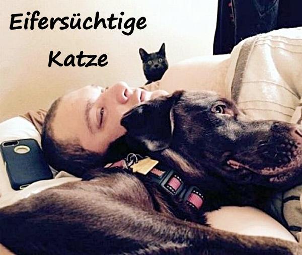 Eifersüchtige Katze