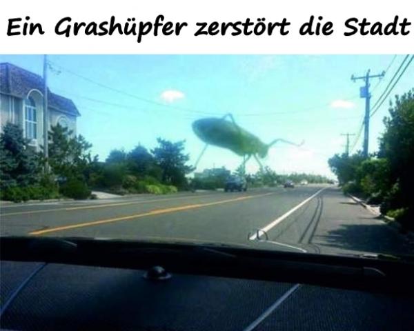 Ein Grashüpfer zerstört die Stadt