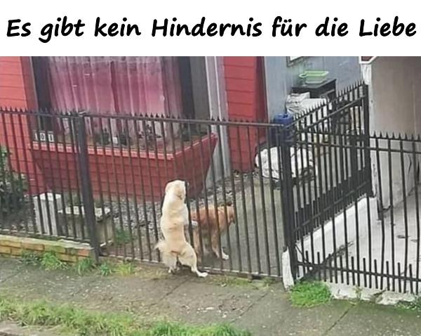 Es gibt kein Hindernis für die Liebe