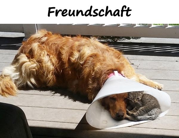 Freundschaft