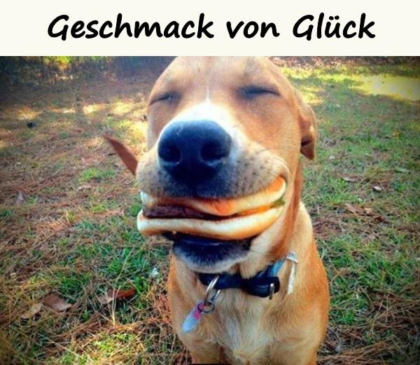 Beste Gluck Lustige Spruche Humor Lustige Lustige Bilder Hund Xdpedia De 406