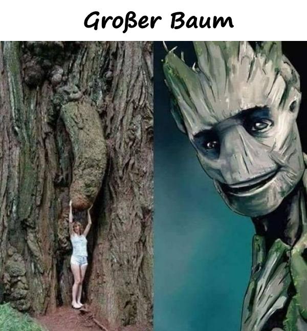 Großer Baum