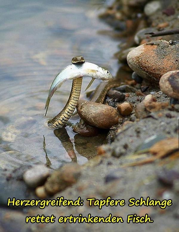 Herzergreifend: Tapfere Schlange rettet ertrinkenden Fisch.