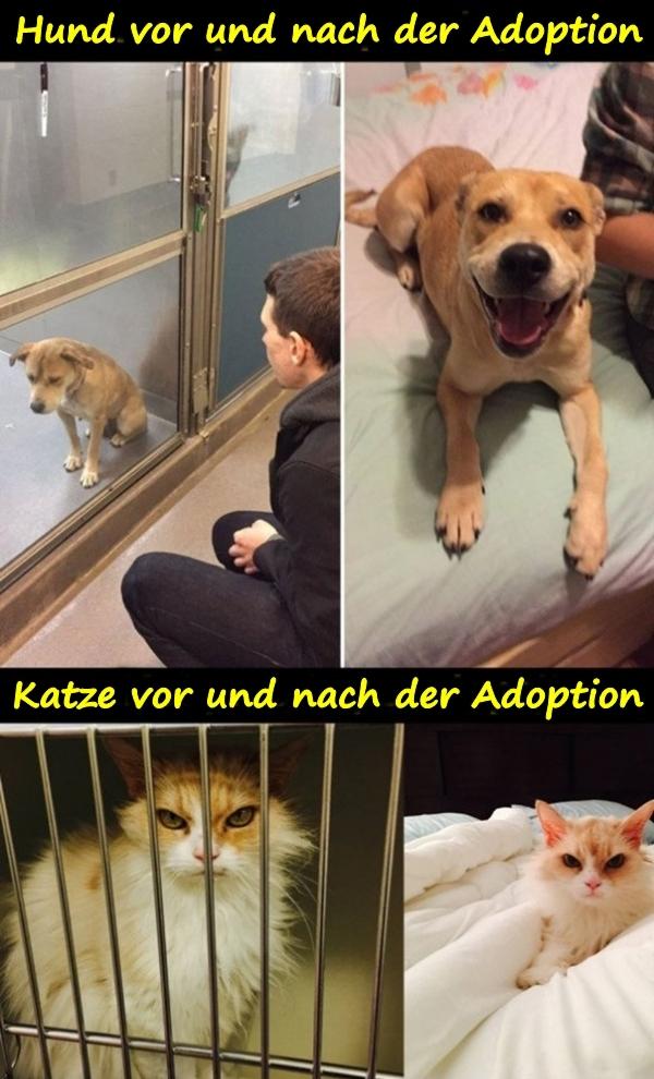 Hund vor und nach der Adoption. Katze vor und nach der Adoption