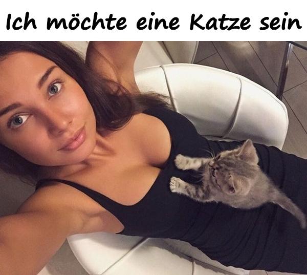 Ich möchte eine Katze sein