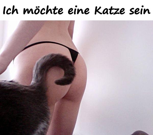 Ich möchte eine Katze sein