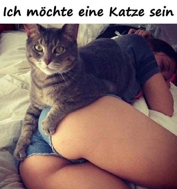 Ich möchte eine Katze sein