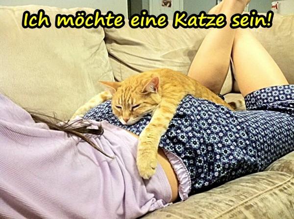 Ich möchte eine Katze sein!