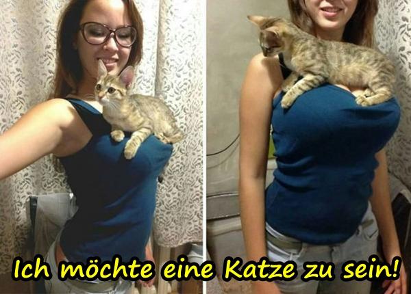 Ich möchte eine Katze zu sein!