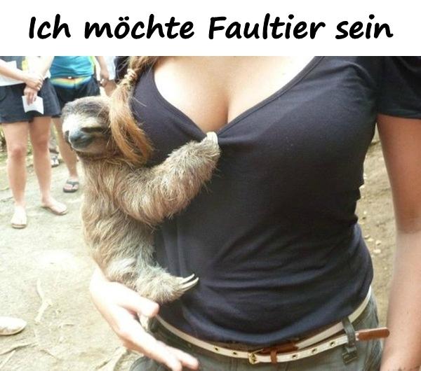 Ich möchte Faultier sein