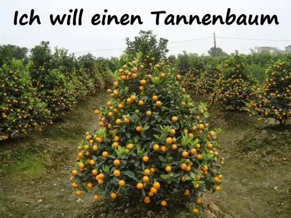 Ich will einen Tannenbaum