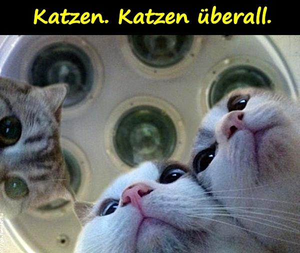 Katzen. Katzen überall.