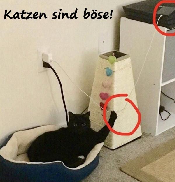 Katzen sind böse!