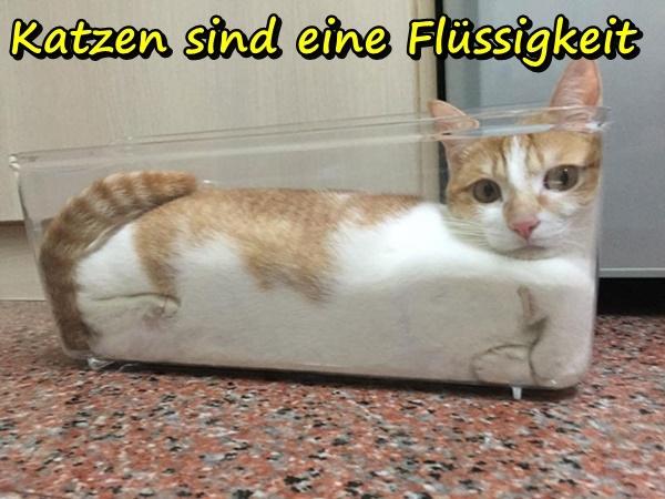 Katzen sind eine Flüssigkeit