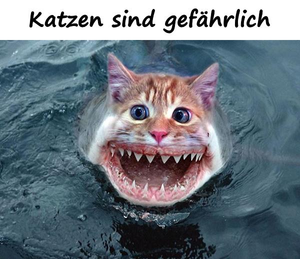 Katzen sind gefährlich