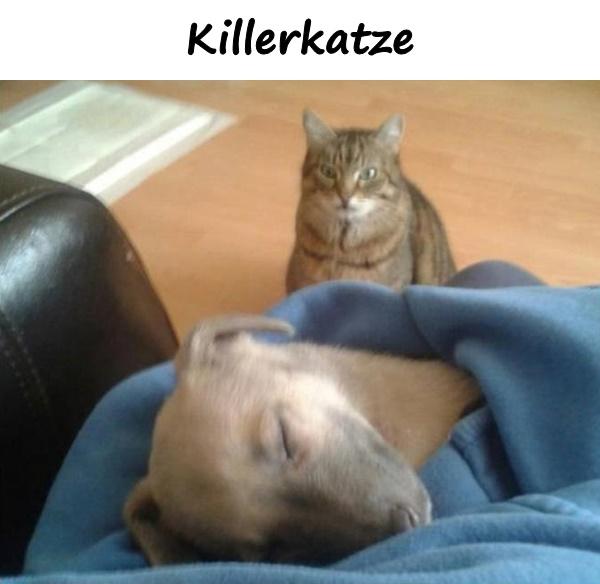 Killerkatze