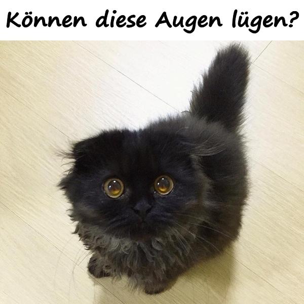 Können diese Augen lügen?