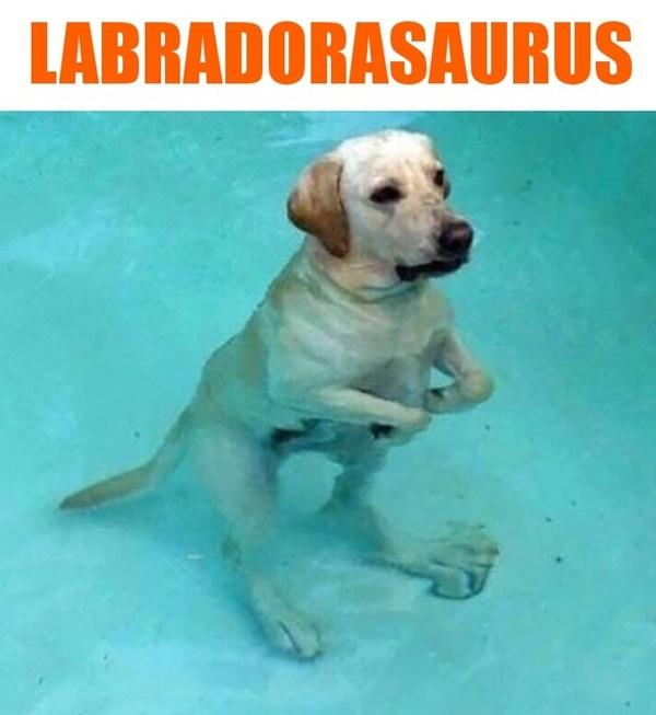 Labradorasaurus