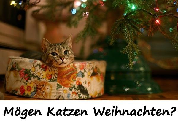 Mögen Katzen Weihnachten?