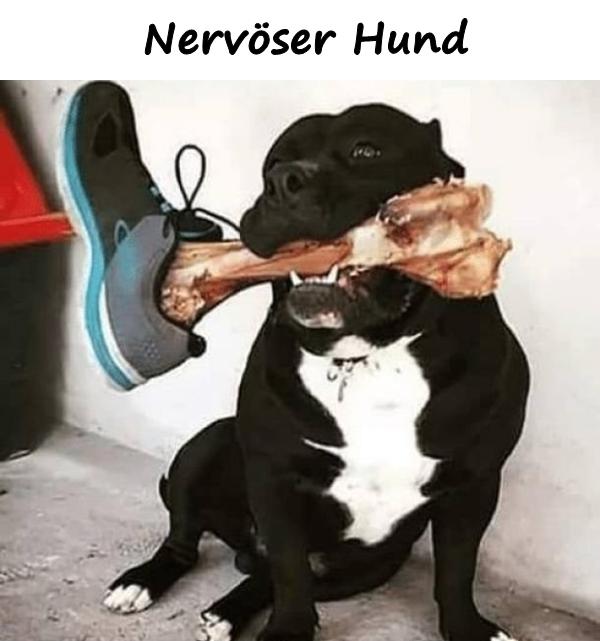 Nervöser Hund