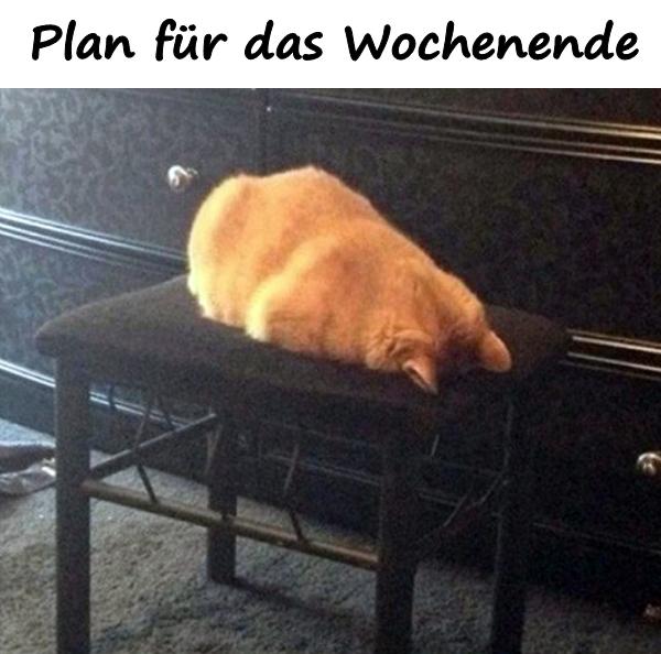 Lustige Bilder Katzen Wochenende