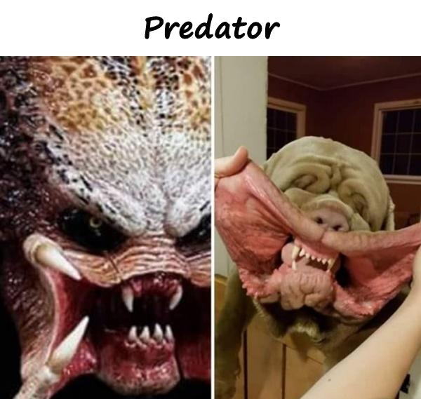 Predator