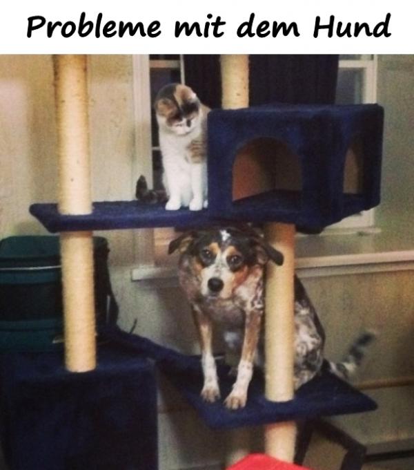 Probleme mit dem Hund