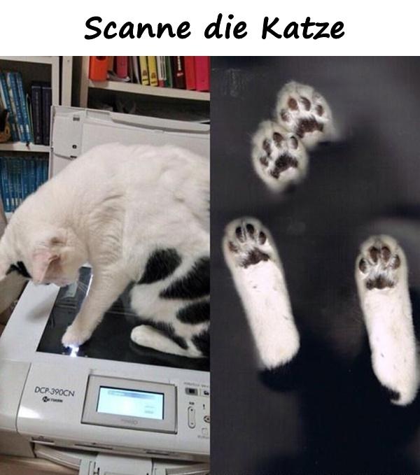 Scanne die Katze