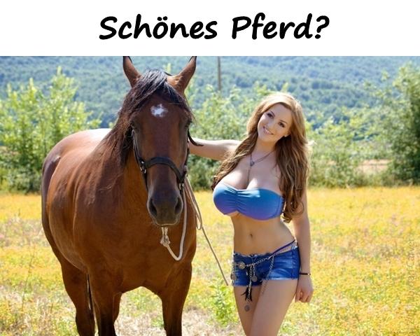 Schönes Pferd?