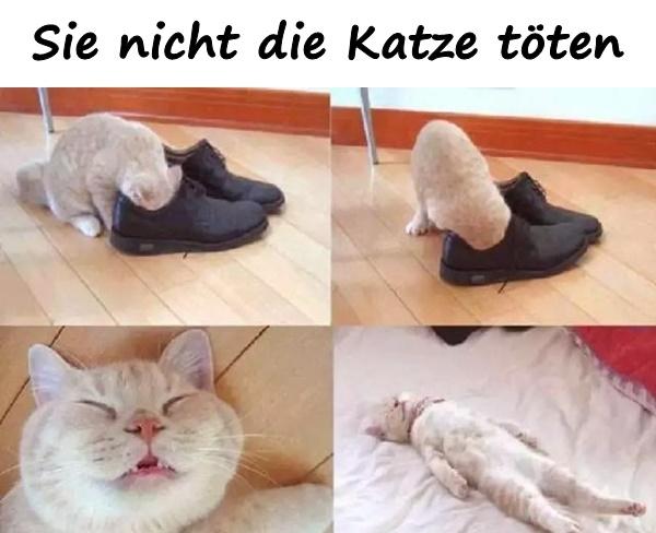 Sie nicht die Katze töten