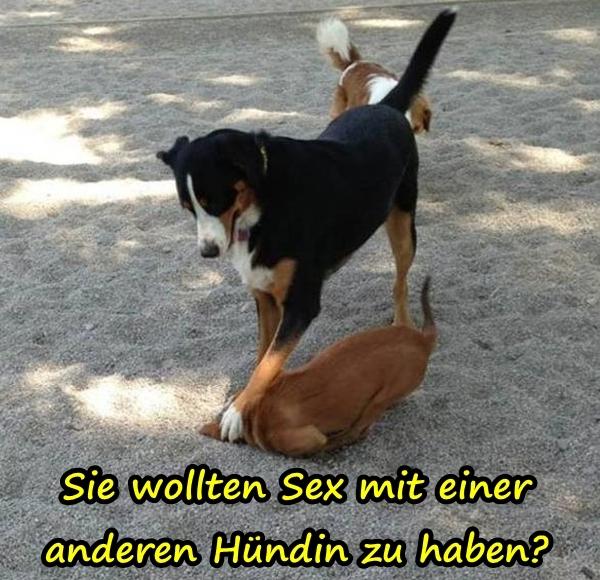 Sie wollten Sex mit einer anderen Hündin zu haben?