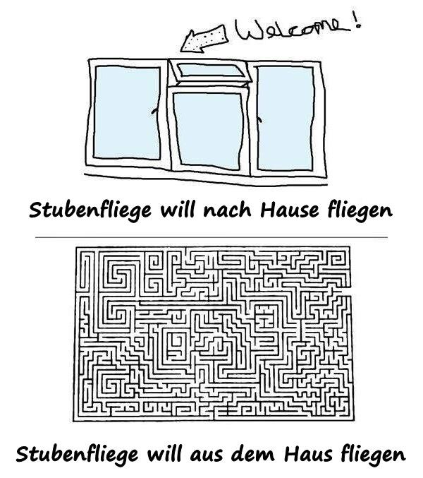 Stubenfliege will nach Hause fliegen. Stubenfliege will aus dem Haus fliegen.