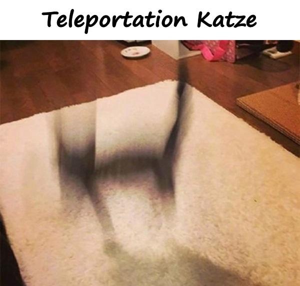 Teleportation Katze