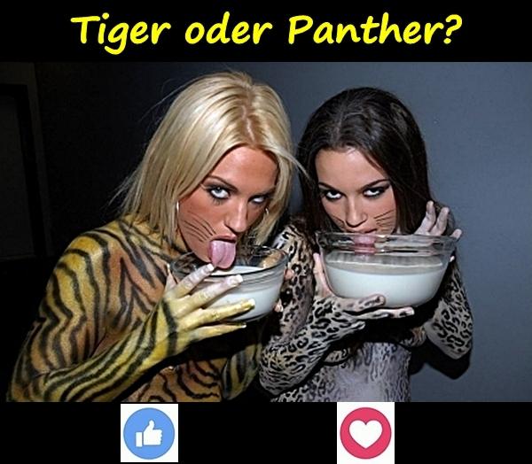 Tiger oder Panther?