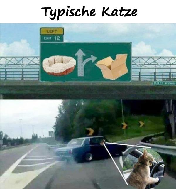 Typische Katze