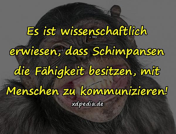 Es ist wissenschaftlich erwiesen, dass Schimpansen die Fähigkeit besitzen, mit Menschen zu kommunizieren!