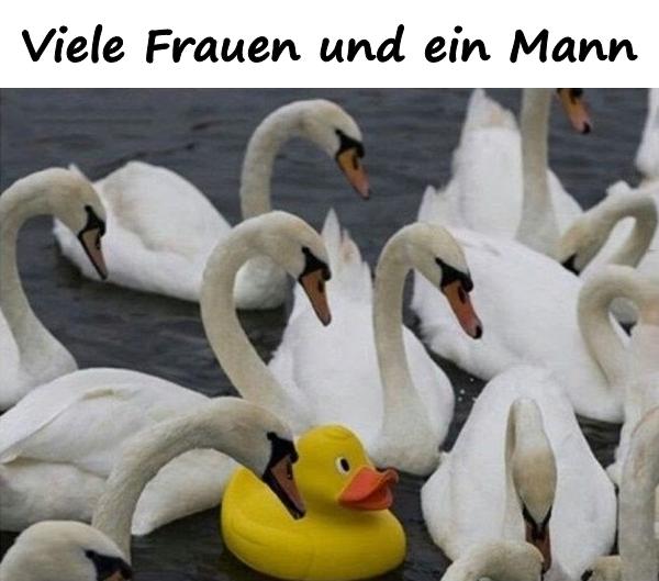 Viele Frauen und ein Mann