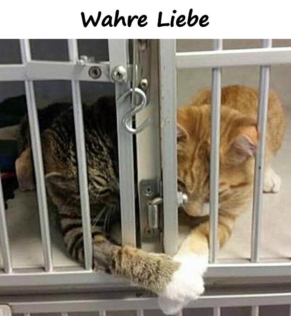 Wahre Liebe