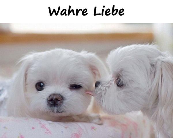 Wahre Liebe