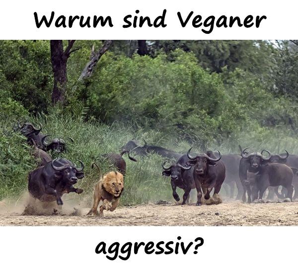 Warum sind Veganer aggressiv?