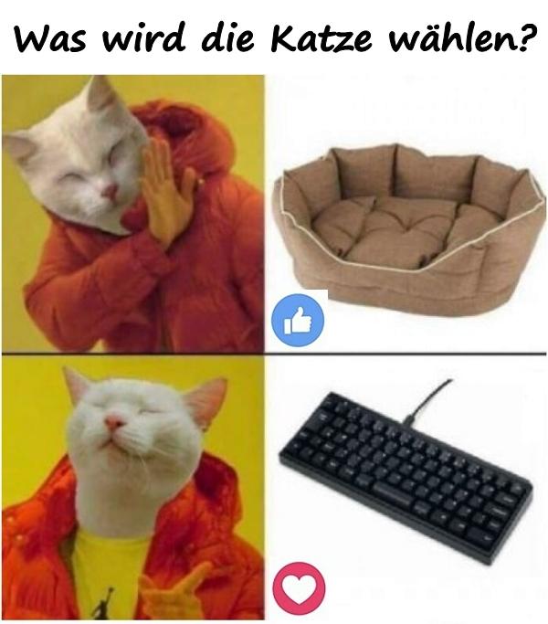 Was wird die Katze wählen?