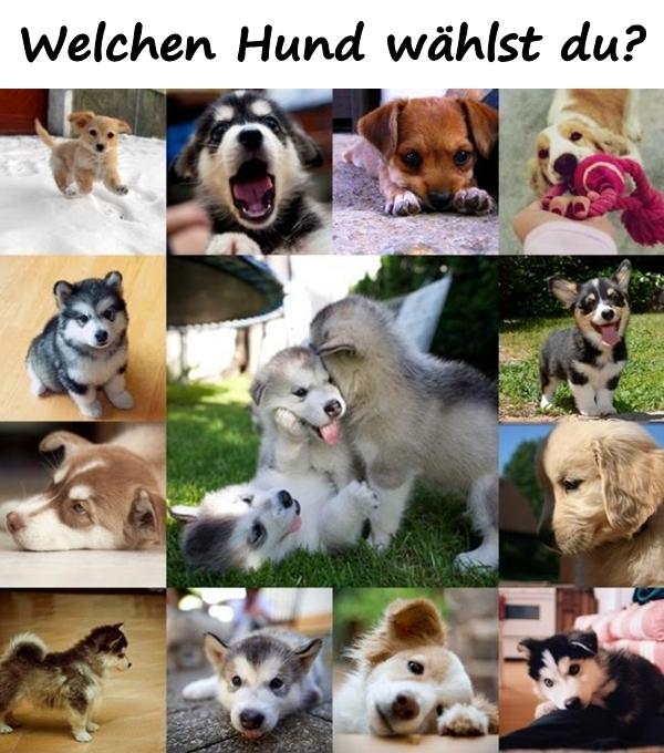 Welchen Hund wählst du?