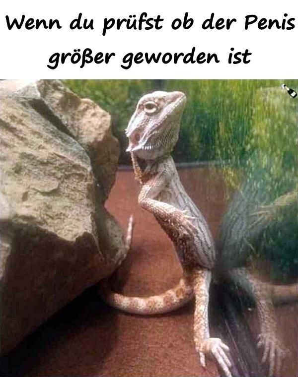 Wenn du prüfst ob der Penis größer geworden ist