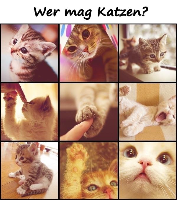 Wer mag Katzen?