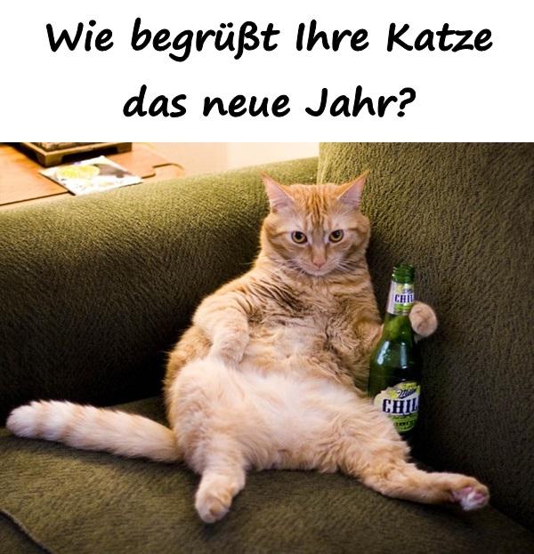 Wie begrüßt Ihre Katze das neue Jahr?